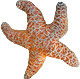 Ochre Sea Star